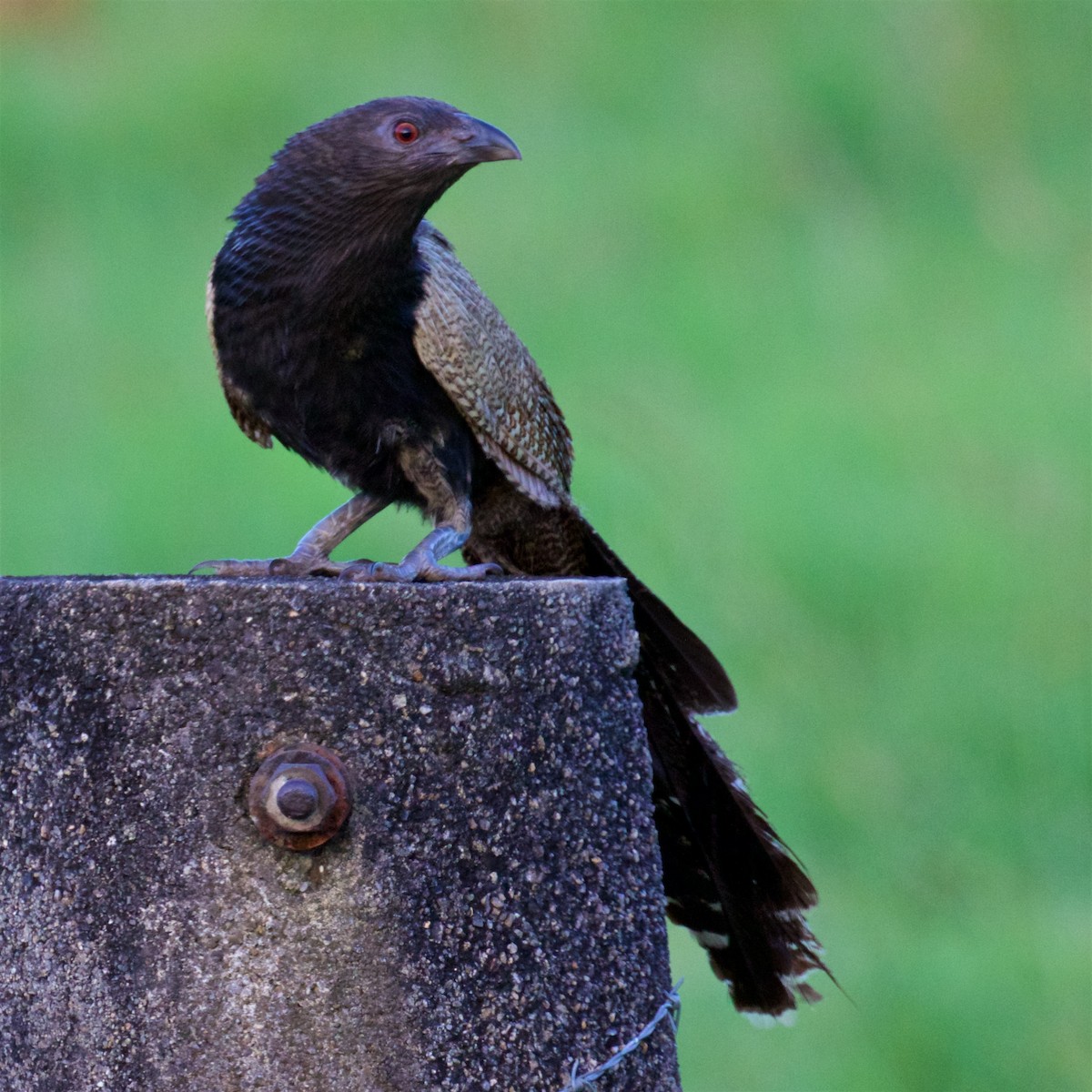 Pheasant Coucal - ML611524921