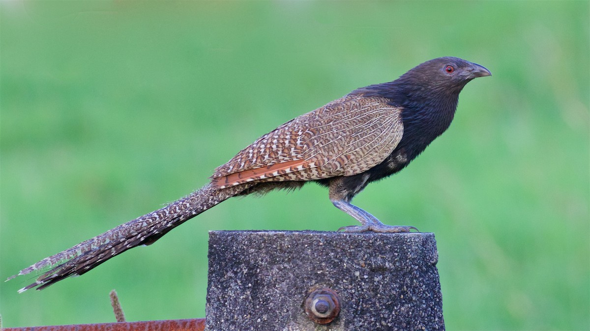 Pheasant Coucal - Ed Harper