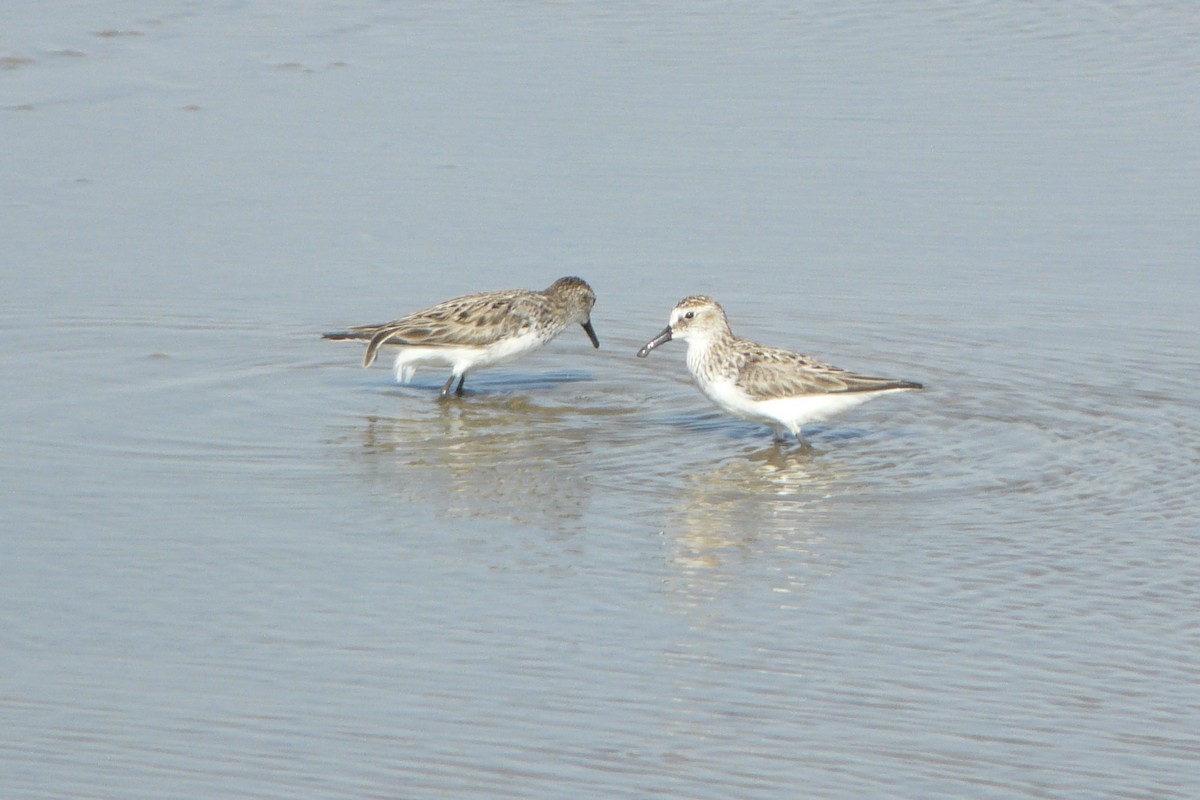 Semipalmated Sandpiper - ML611524957