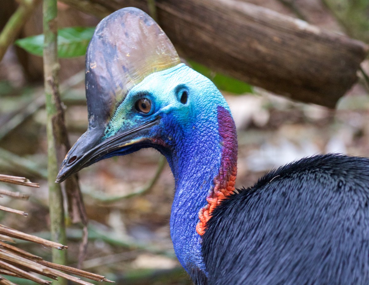 Southern Cassowary - ML611525002