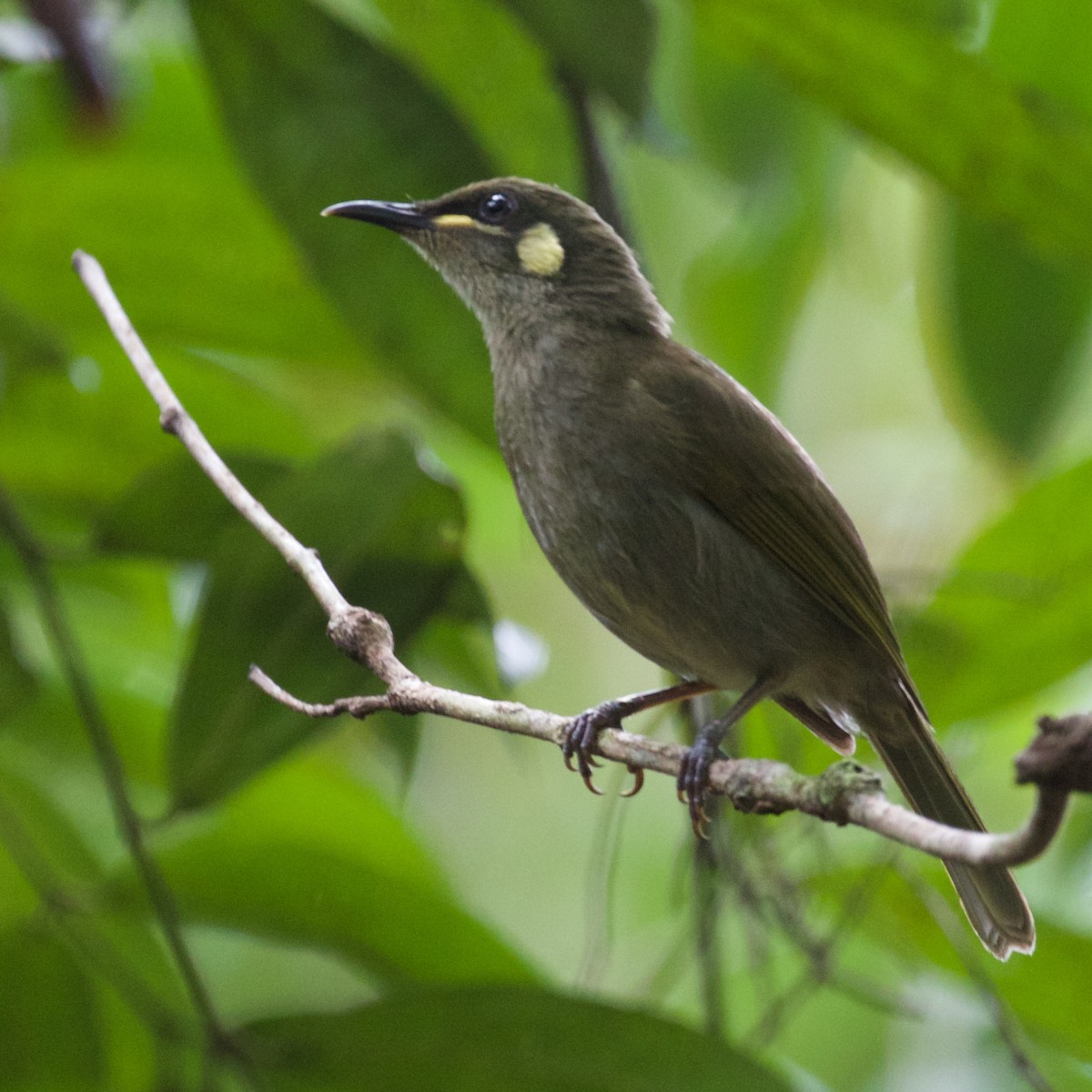 Yellow-spotted Honeyeater - ML611525061