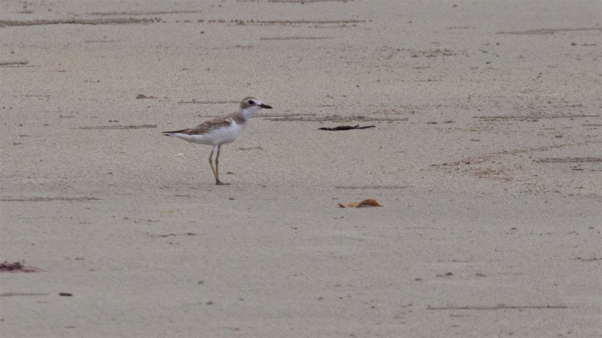 Greater Sand-Plover - Ed Harper