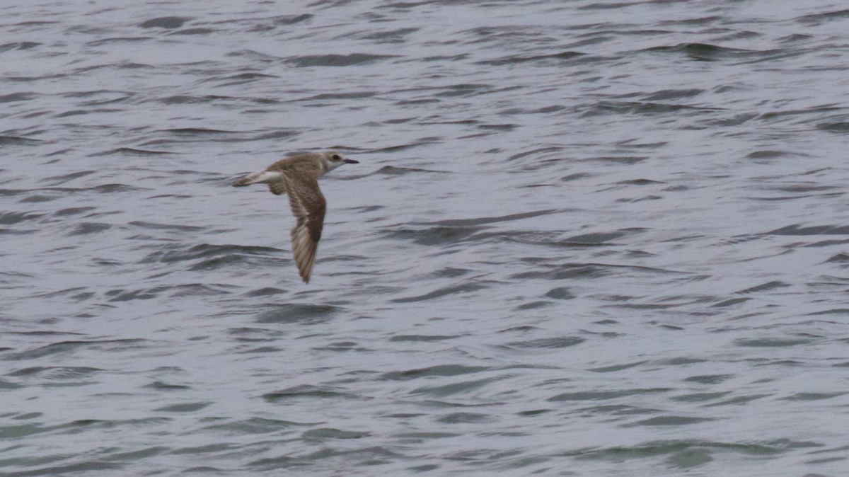 Greater Sand-Plover - ML611525098