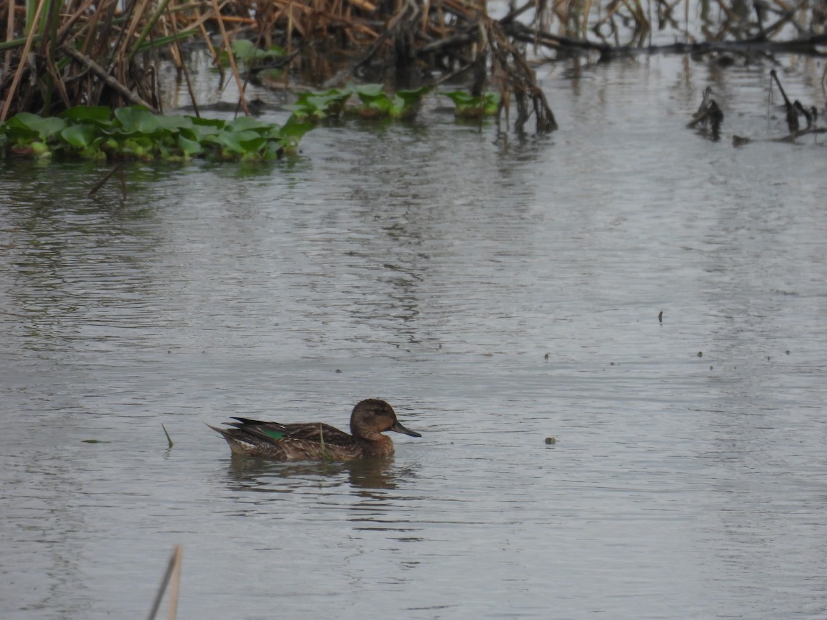 Green-winged Teal - ML611525112