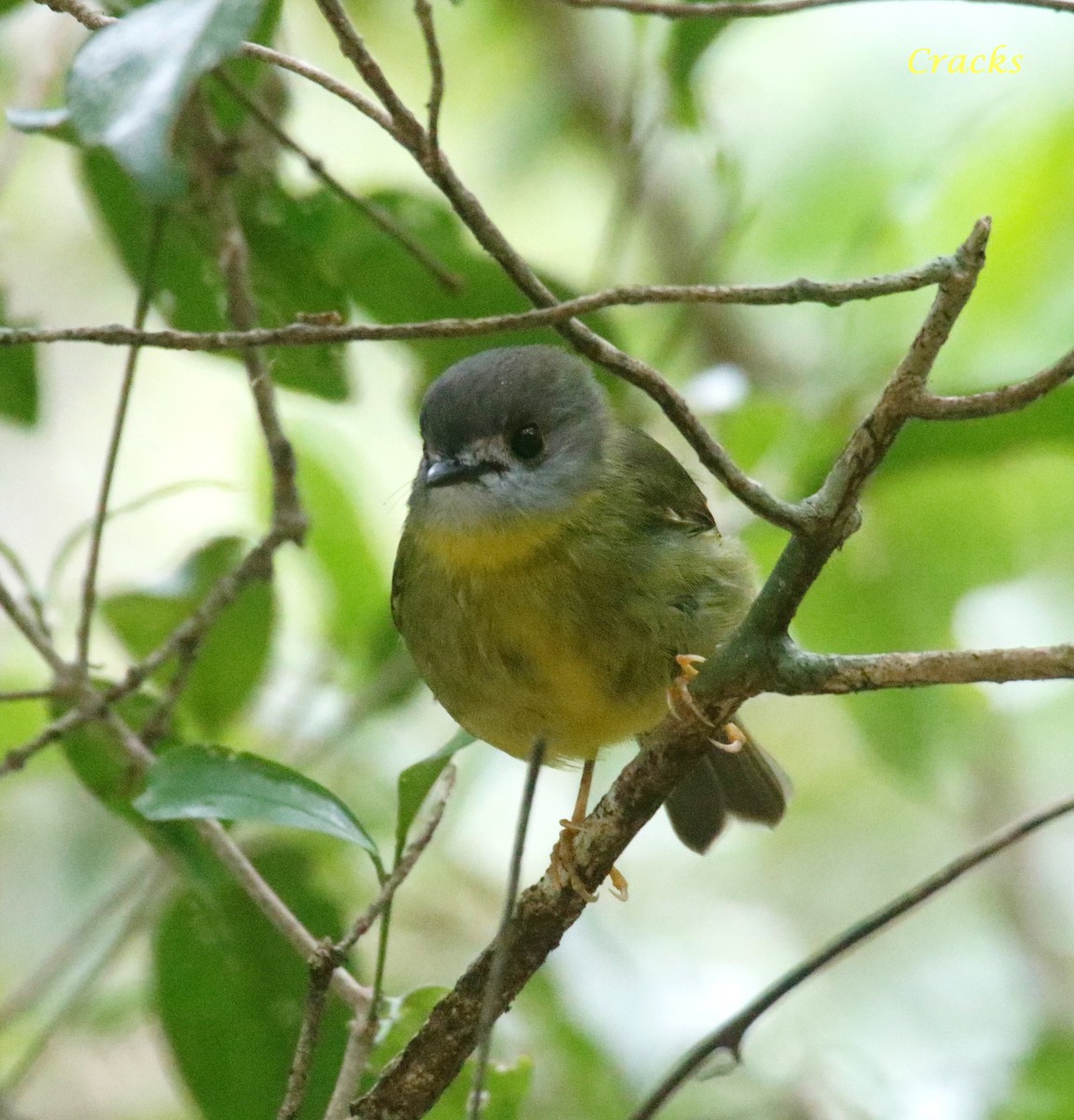 Pale-yellow Robin - Matt McCrae