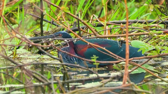 Agami Heron - ML611525353