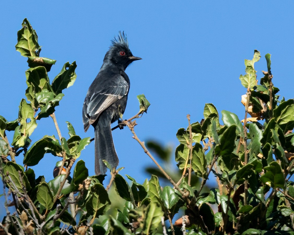 Phénopèple luisant - ML611525362