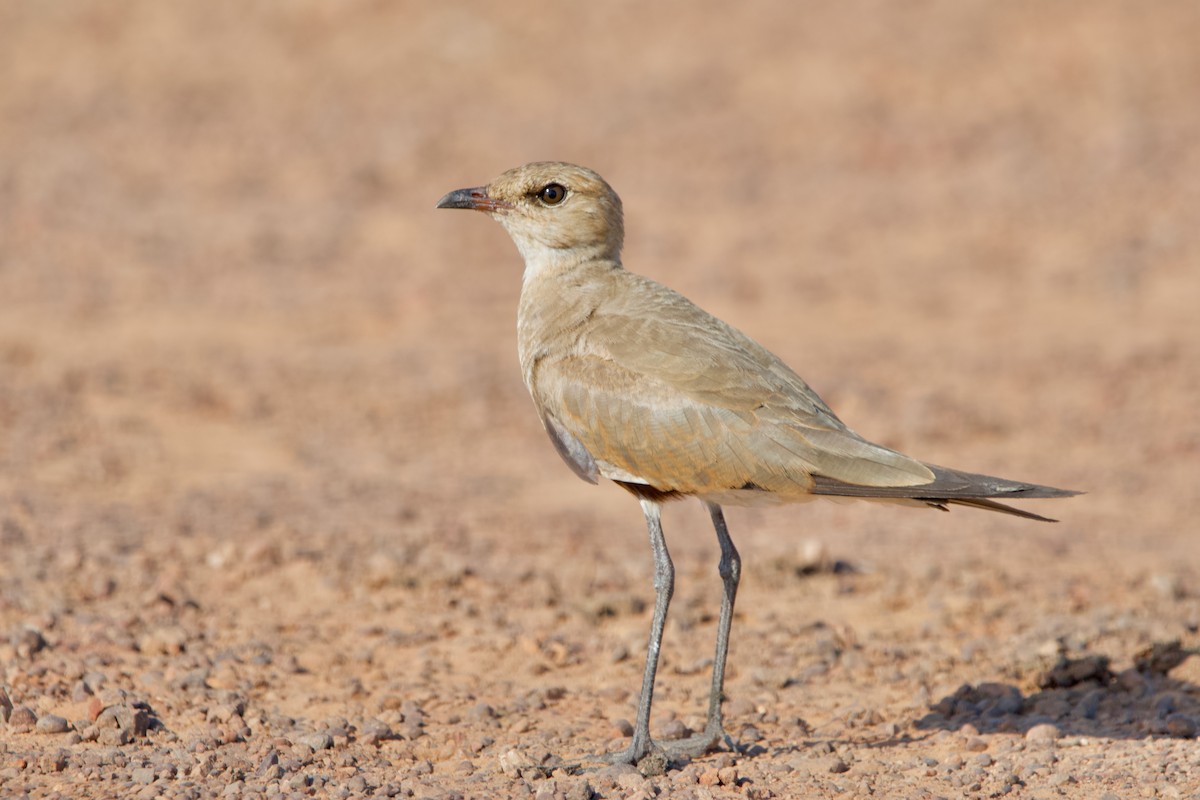 Australian Pratincole - ML611525399