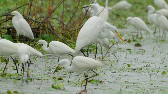 Snowy Egret - ML611525410