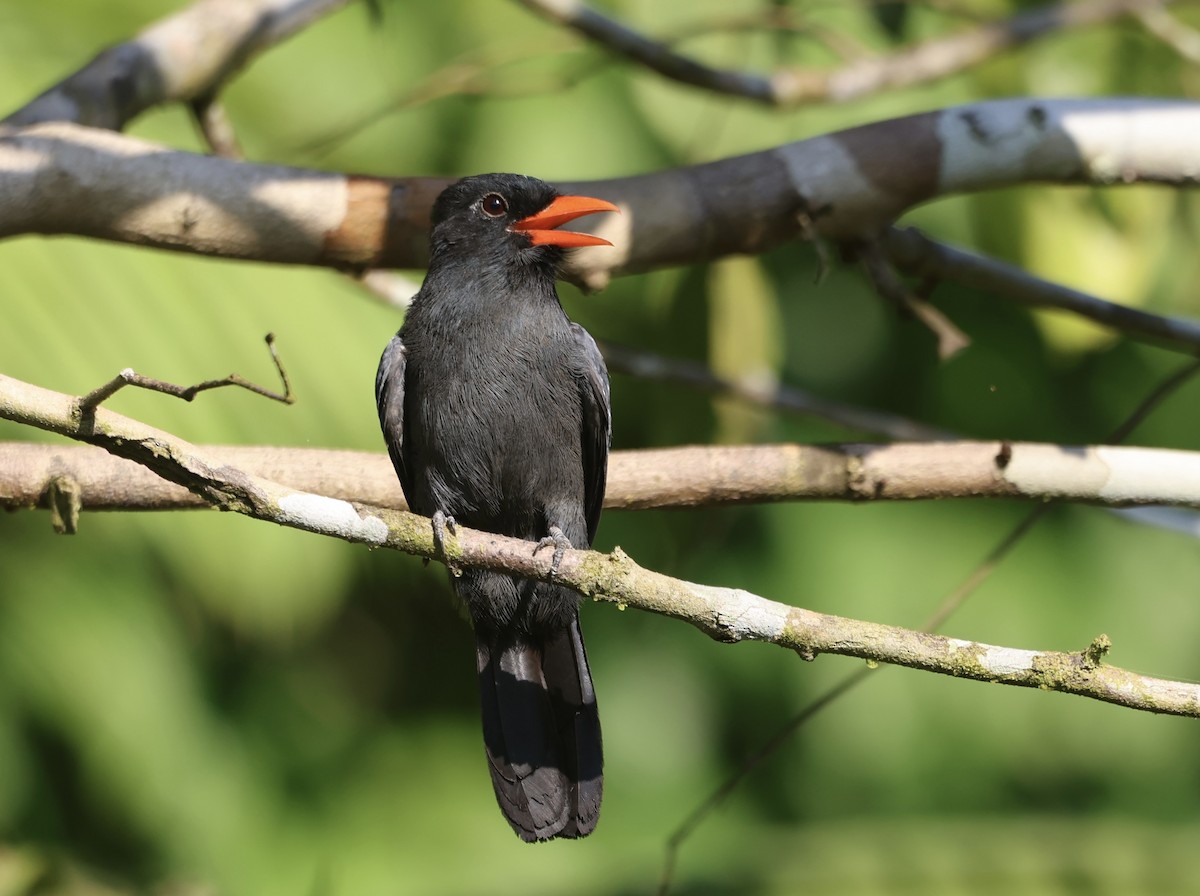 Black-fronted Nunbird - ML611525424