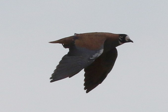 Flock Bronzewing - ML611525434