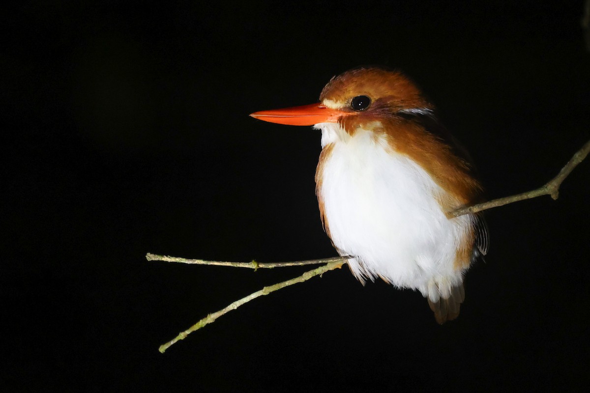 Madagascar Pygmy Kingfisher - ML611525450