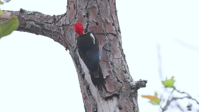 Lineated Woodpecker - ML611525463