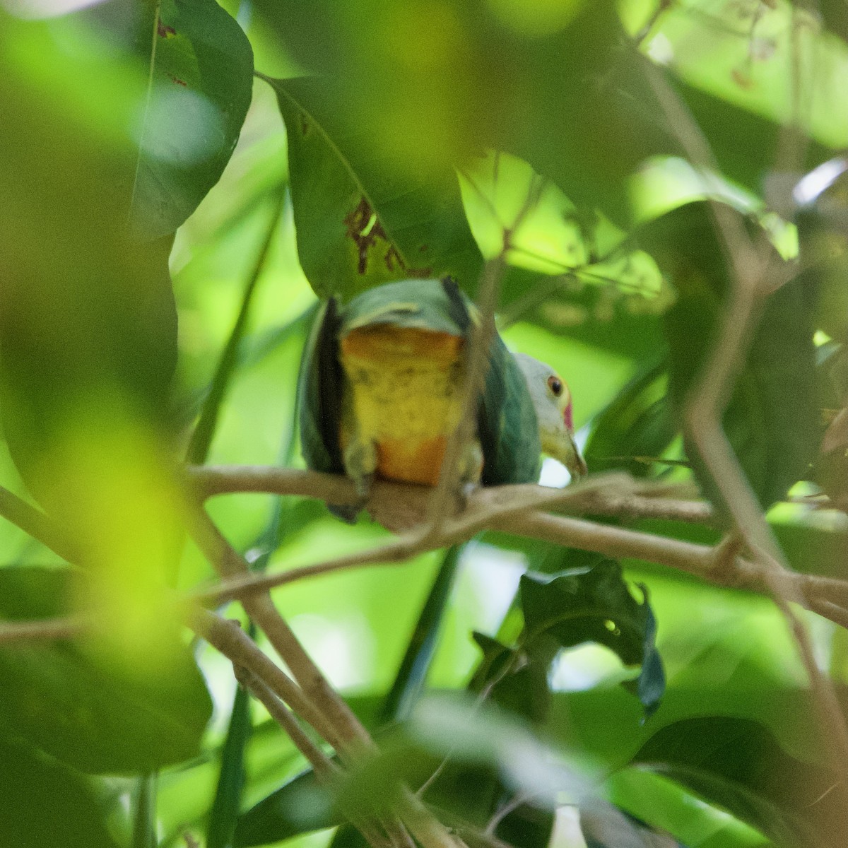 Rose-crowned Fruit-Dove - ML611525514