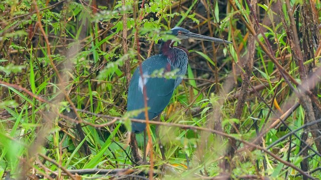 Agami Heron - ML611525521