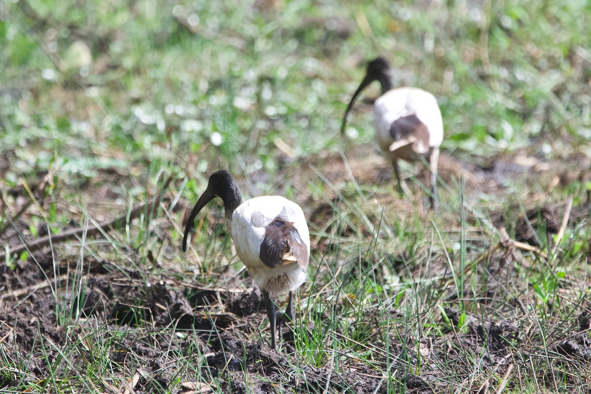 Ibis à cou noir - ML611525529