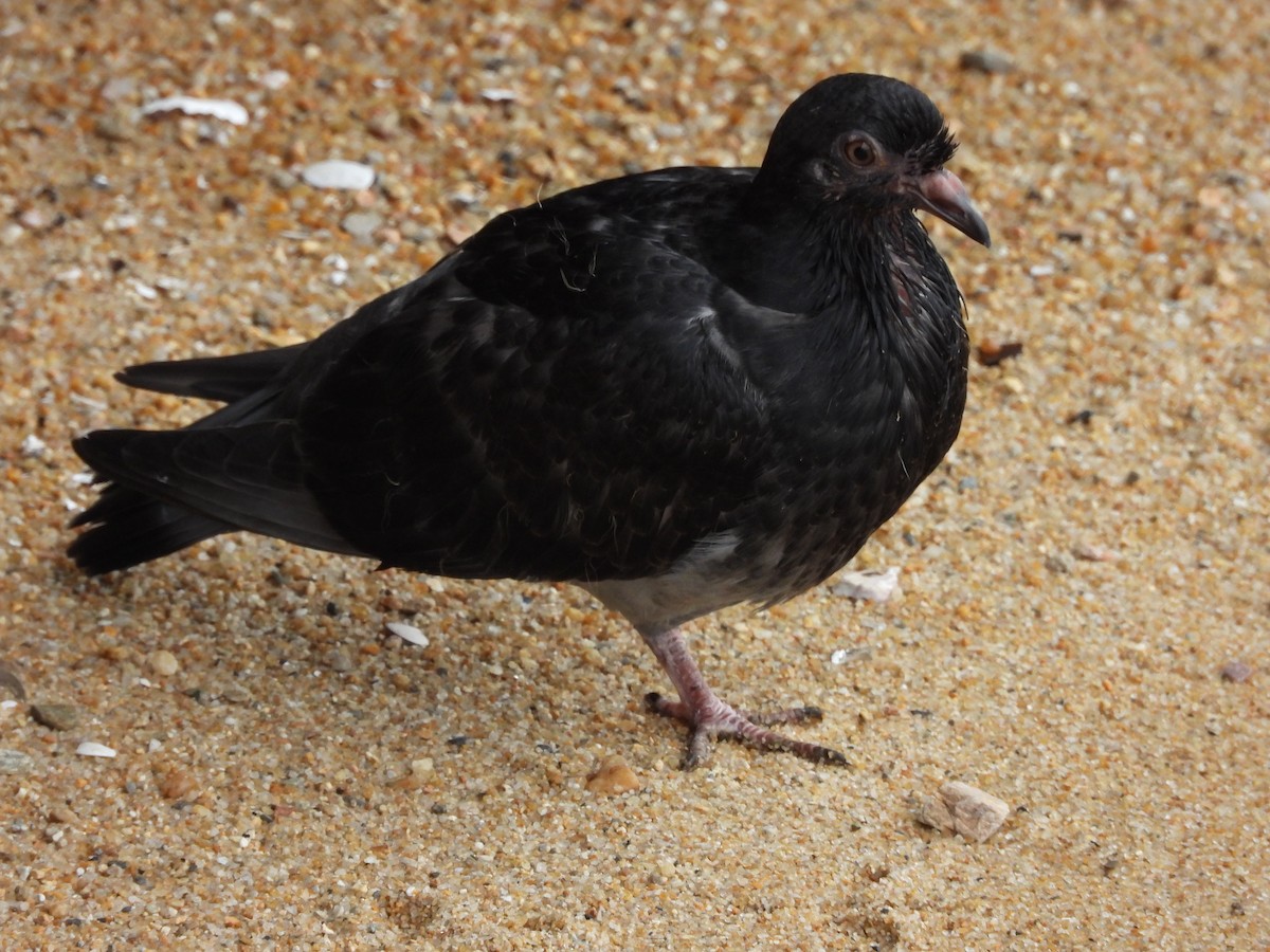 Rock Pigeon (Feral Pigeon) - ML611525565