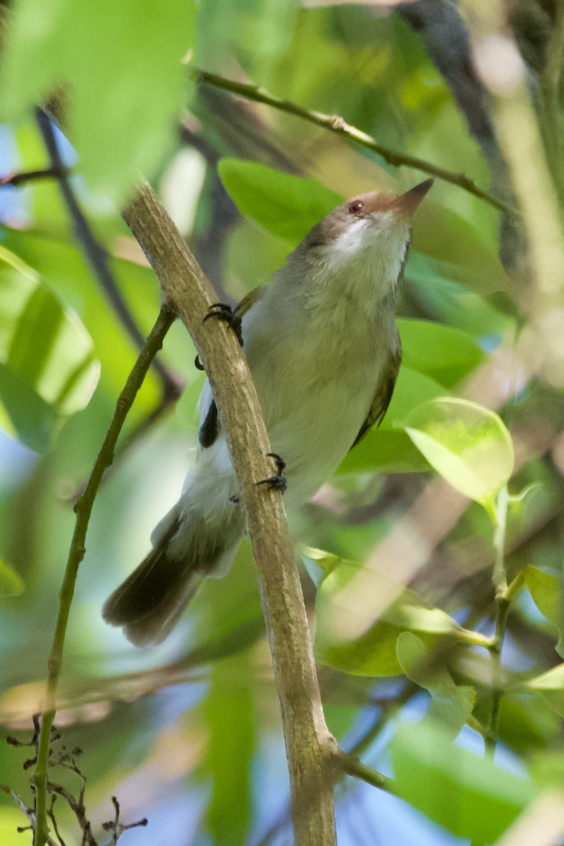 Green-backed Gerygone - Jonathan Mills-Anderson