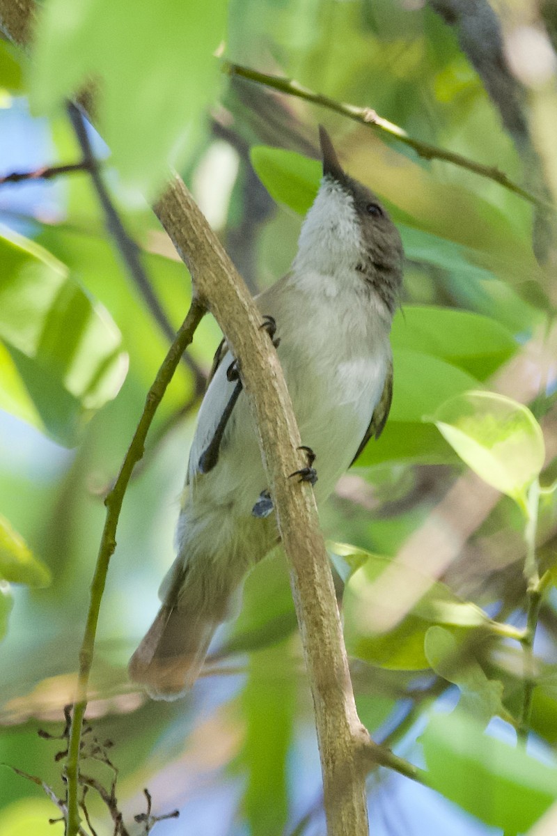 Green-backed Gerygone - ML611525681