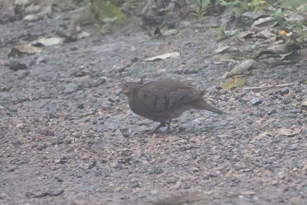 Maroon-chested Ground Dove - ML611525739