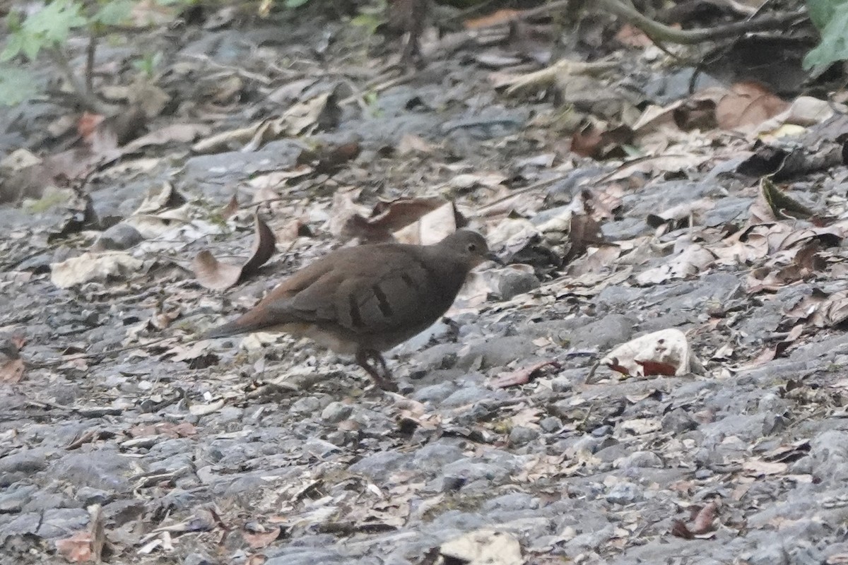 Maroon-chested Ground Dove - ML611525743