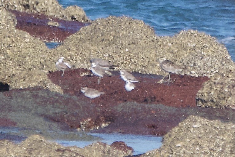 Red-capped Plover - ML611525757