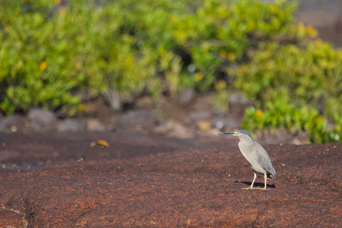 Striated Heron - Jonathan Mills-Anderson