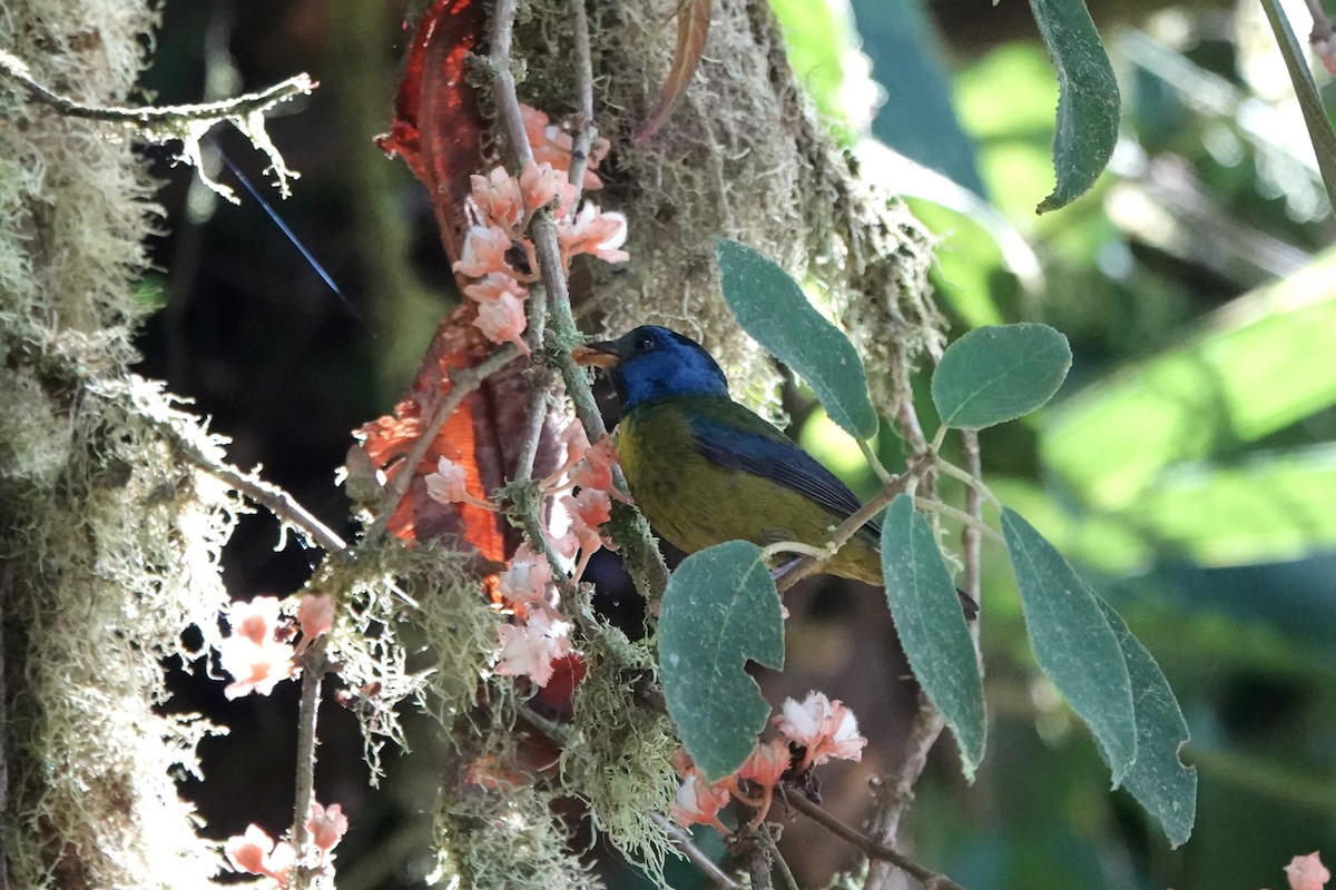 Moss-backed Tanager - ML611525784