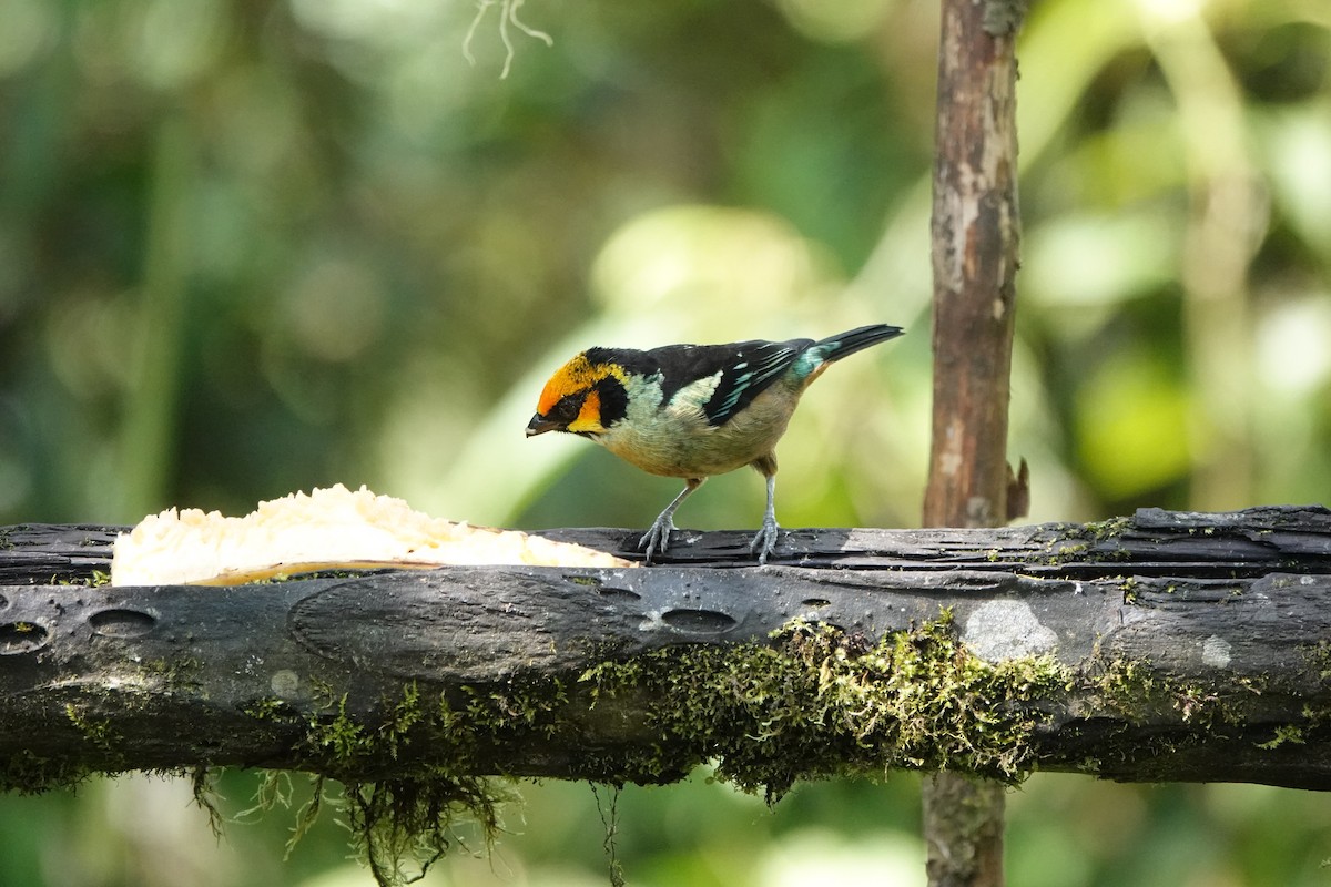 Flame-faced Tanager - ML611525790