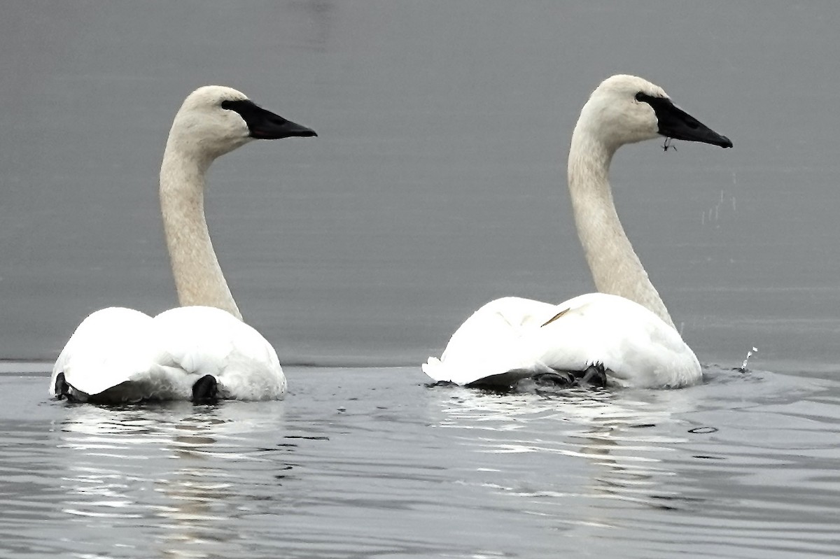 Trumpeter Swan - ML611525814