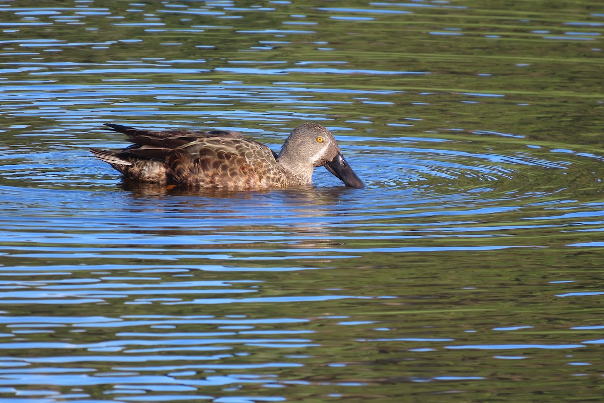 Australasian Shoveler - ML611525818