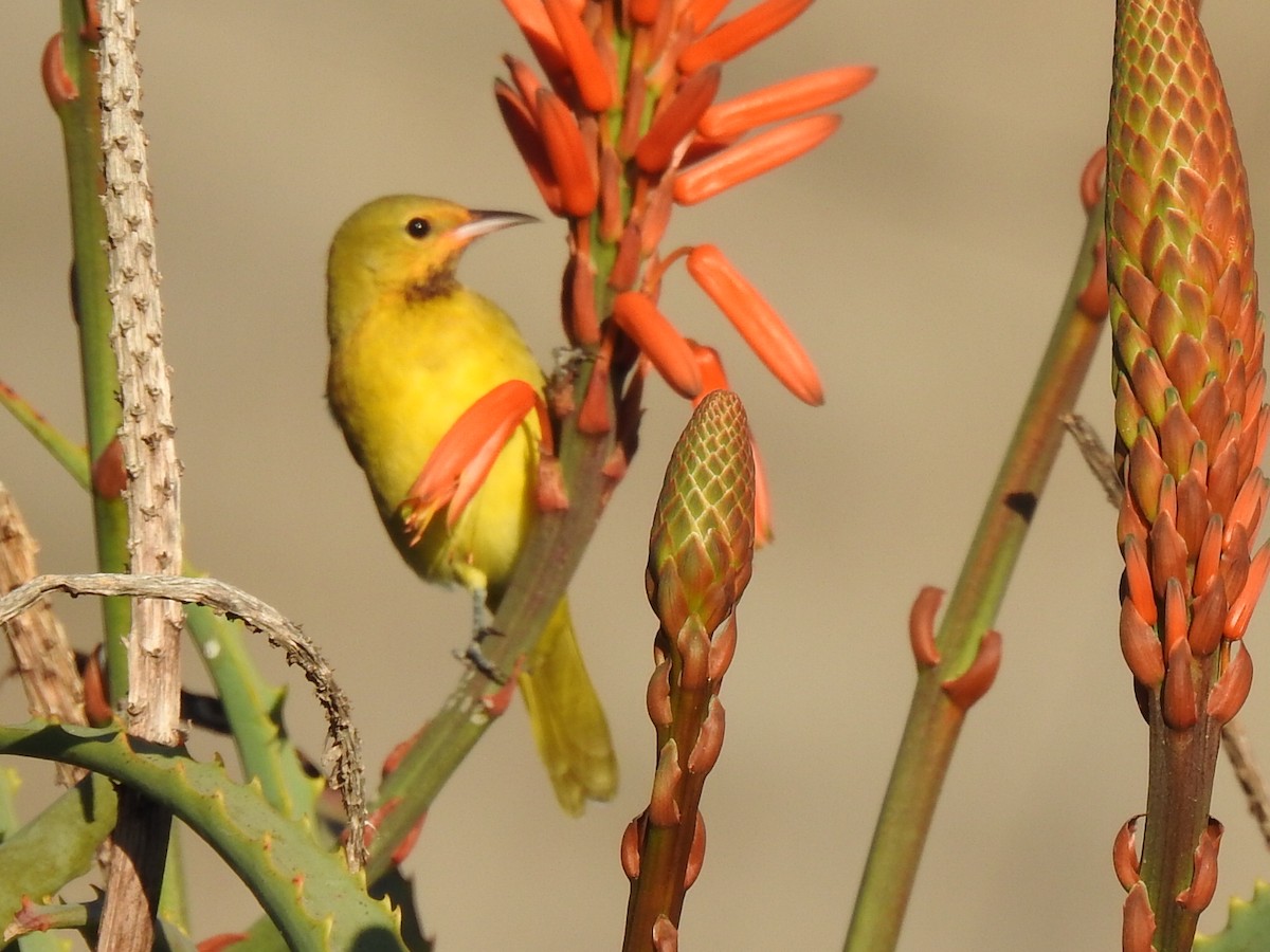 Orchard Oriole - Randy Wardle