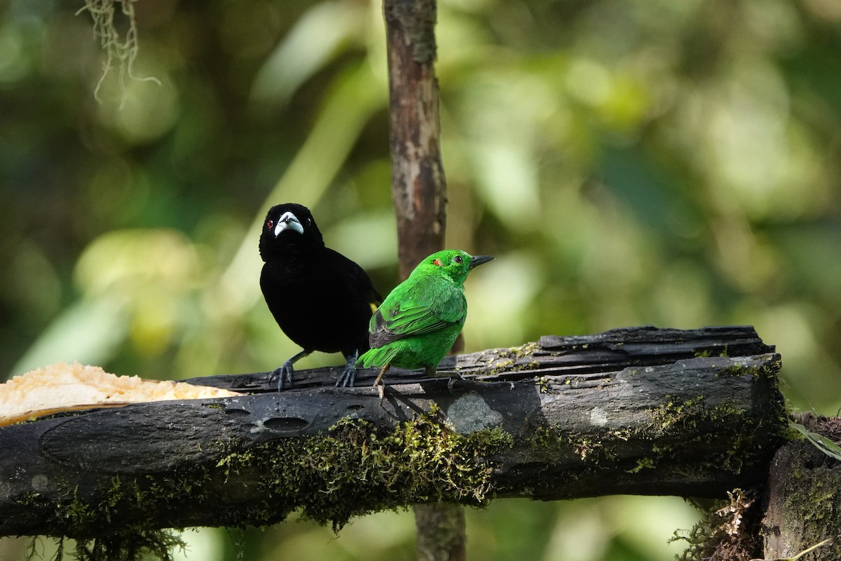 Flame-rumped Tanager - ML611525882