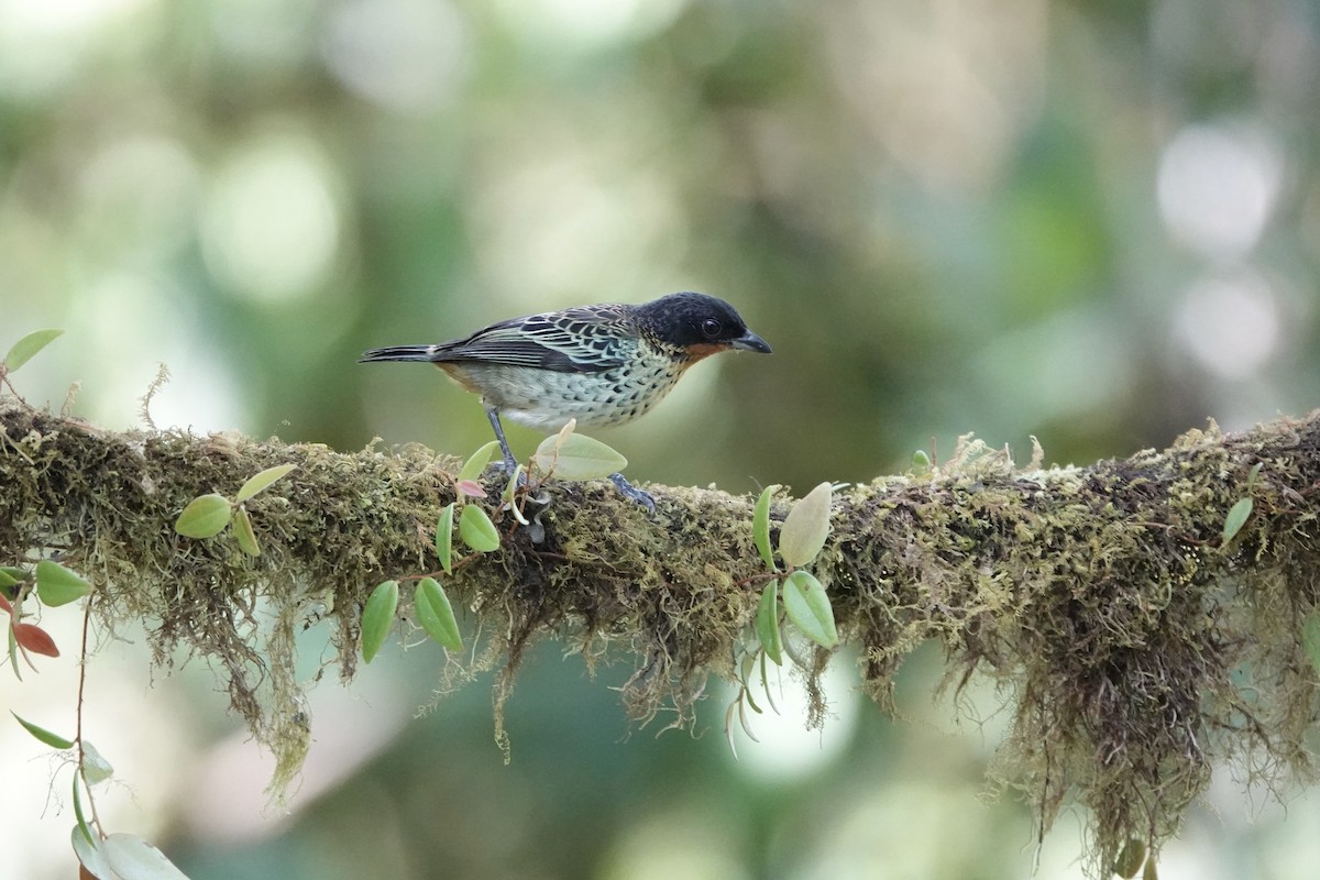 Rufous-throated Tanager - ML611525885