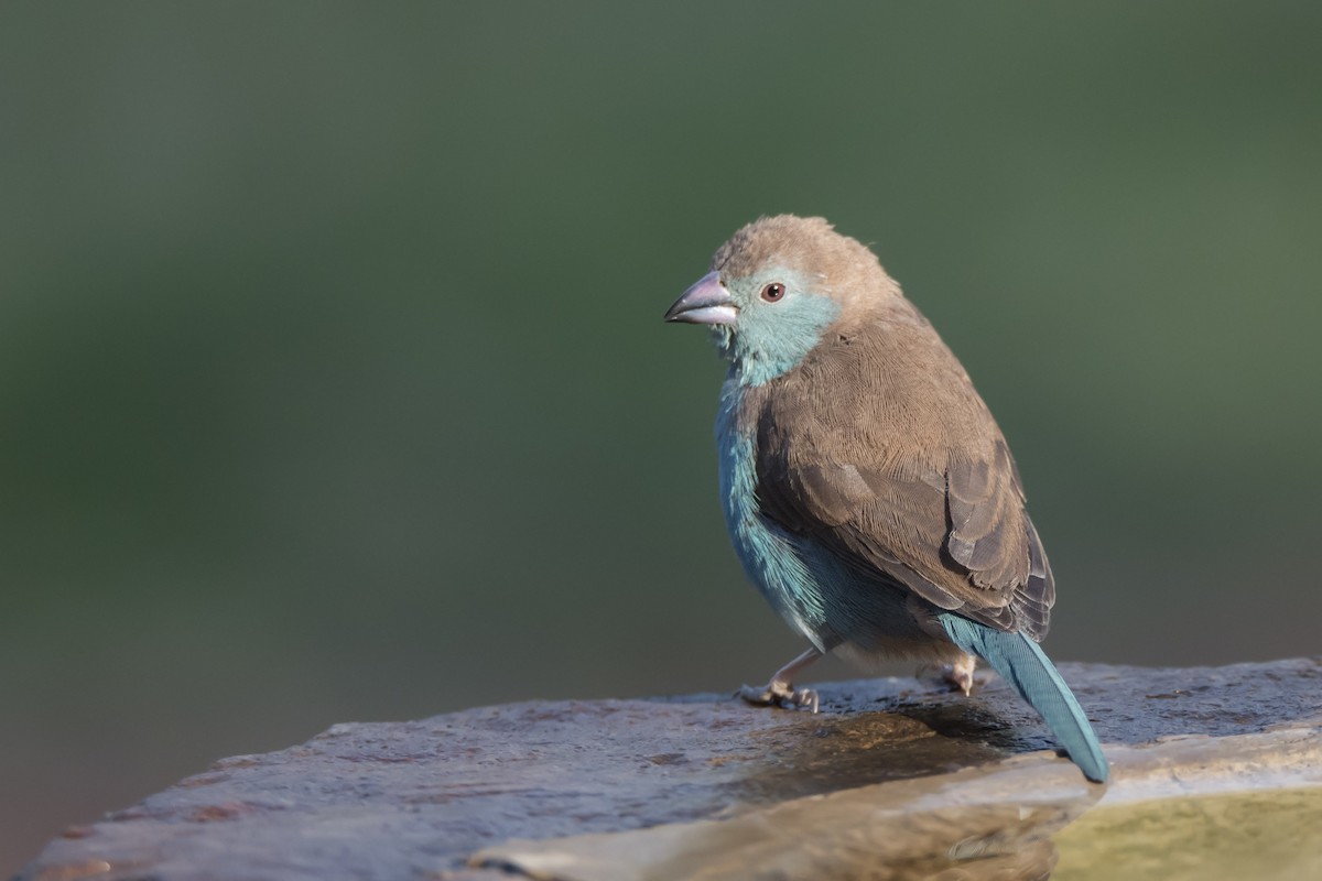 Southern Cordonbleu - Joe Ndekia