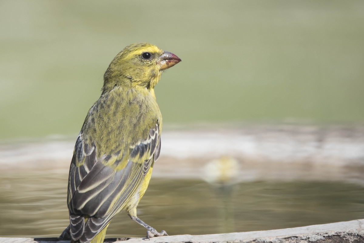 Brimstone Canary - ML611525935