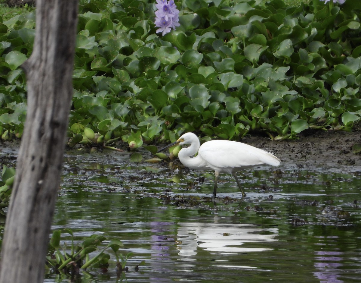 Little Egret - ML611526063