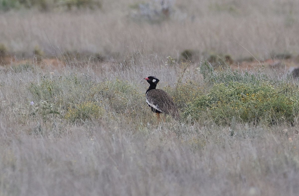 White-quilled Bustard - ML611526082