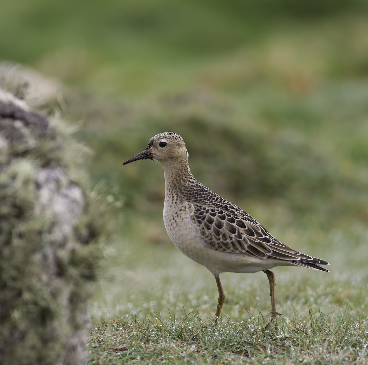 Piro piro fulvo - ML611526084