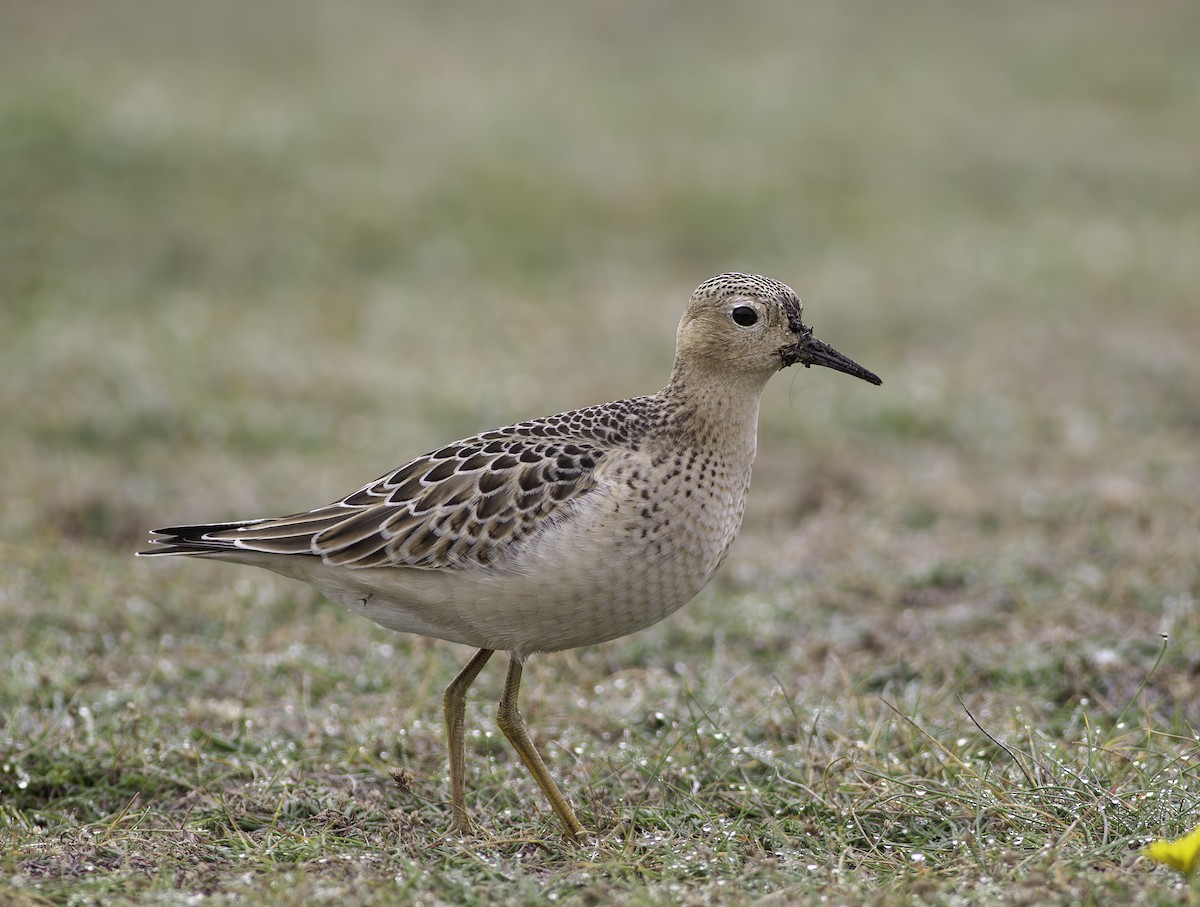 Piro piro fulvo - ML611526085