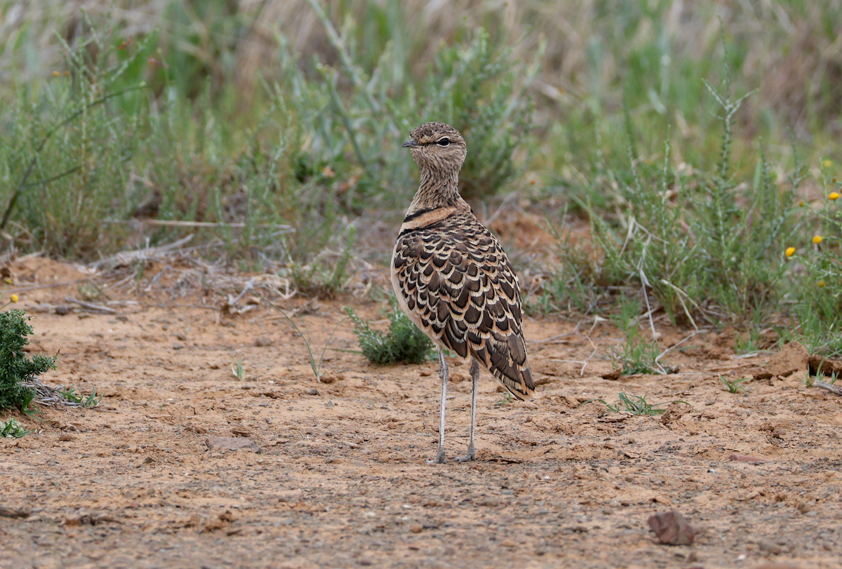 Double-banded Courser - ML611526091