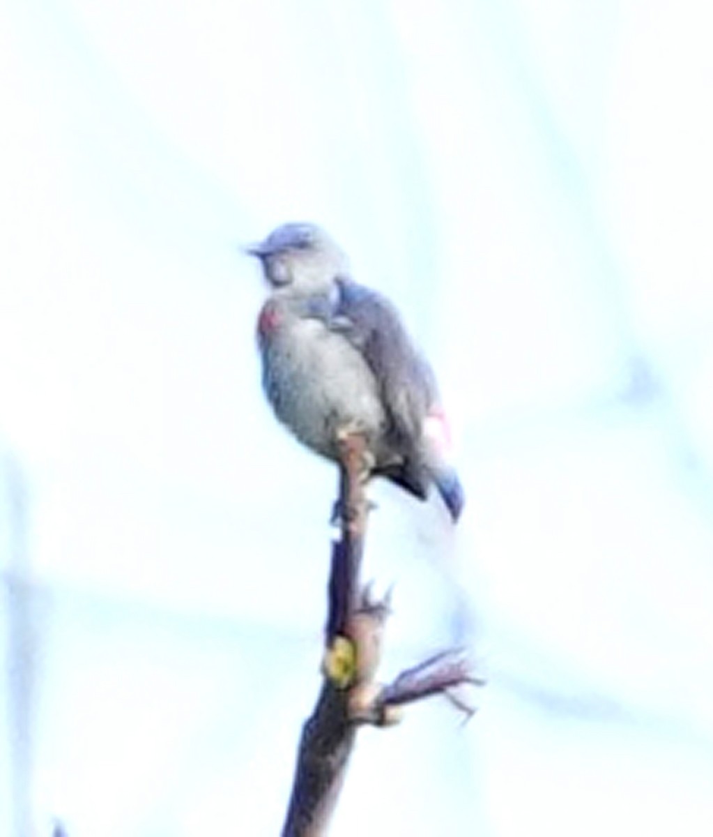 Ashy Flowerpecker - ML611526169