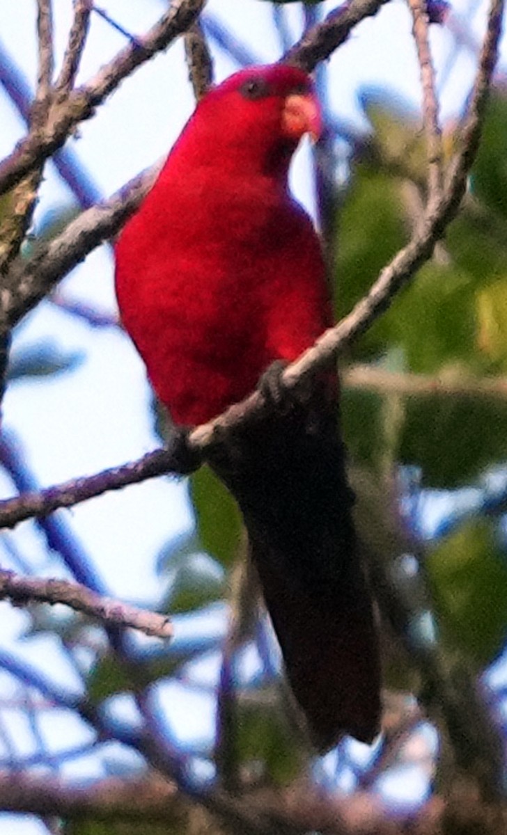 Red Lory - ML611526184