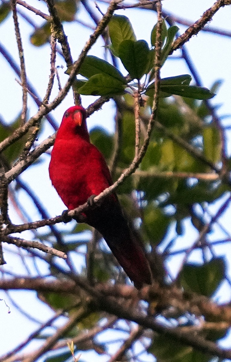 Red Lory - ML611526187