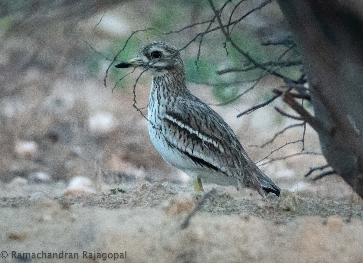 Eurasian Thick-knee - ML611526211