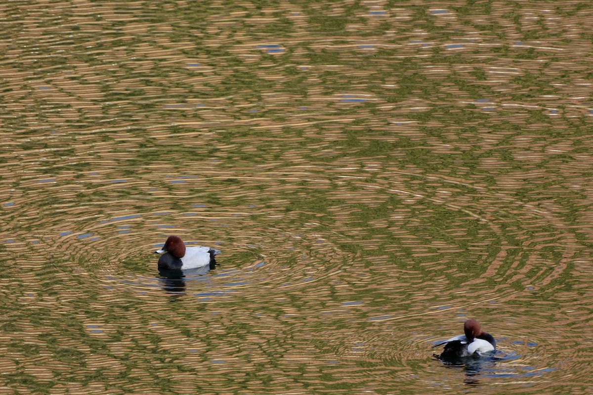 Common Pochard - ML611526293