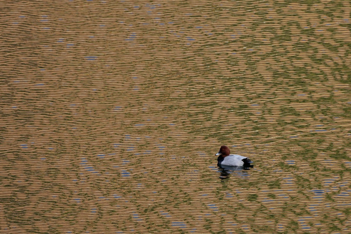 Common Pochard - ML611526294