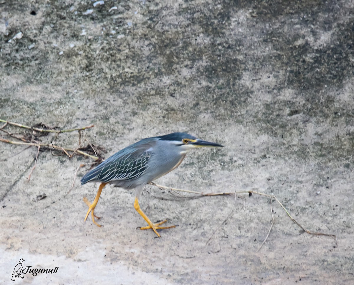 Striated Heron - ML611526349