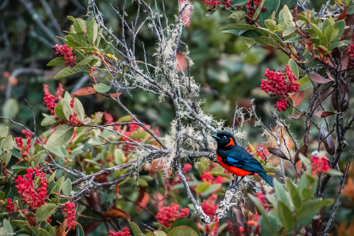Scarlet-bellied Mountain Tanager - Paul Kessler