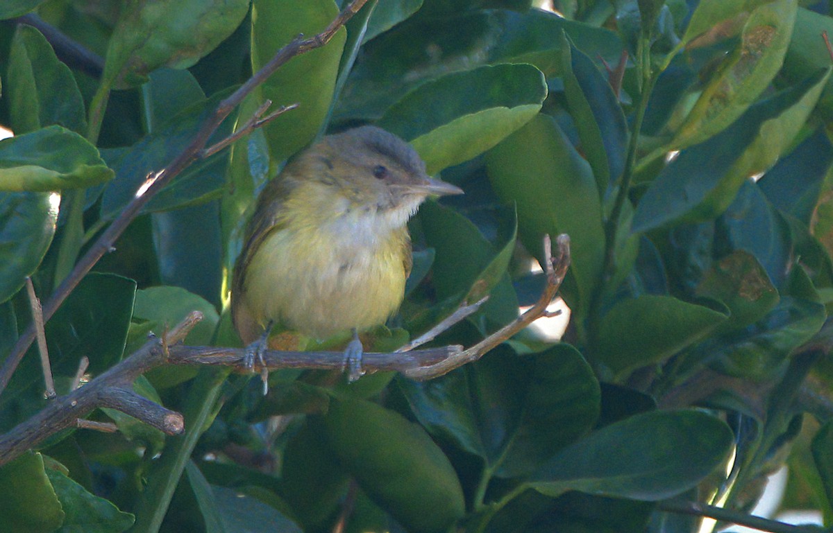 Yellow-green Vireo - ML611526360